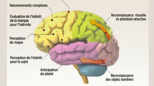 appliquer les neurosciences au marketing pour obtenir de vraies directions