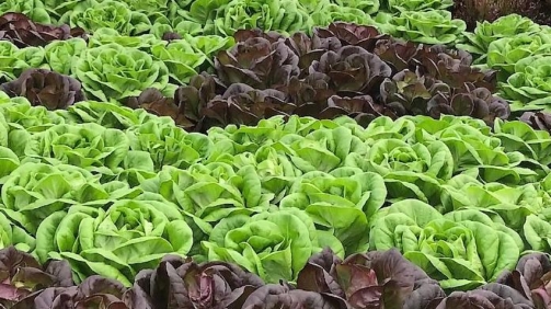 de nombreux avantages a utiliser aquaponics shelf